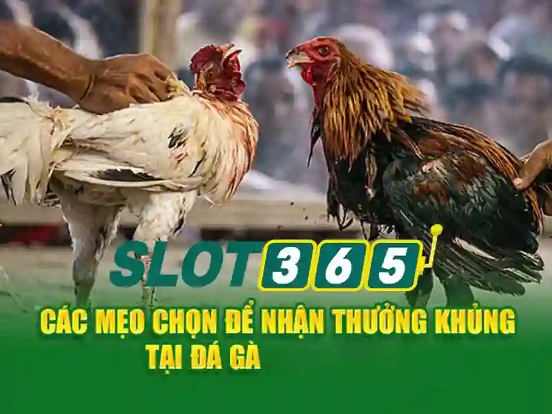 Nguồn gốc và sứ mệnh của app slot365