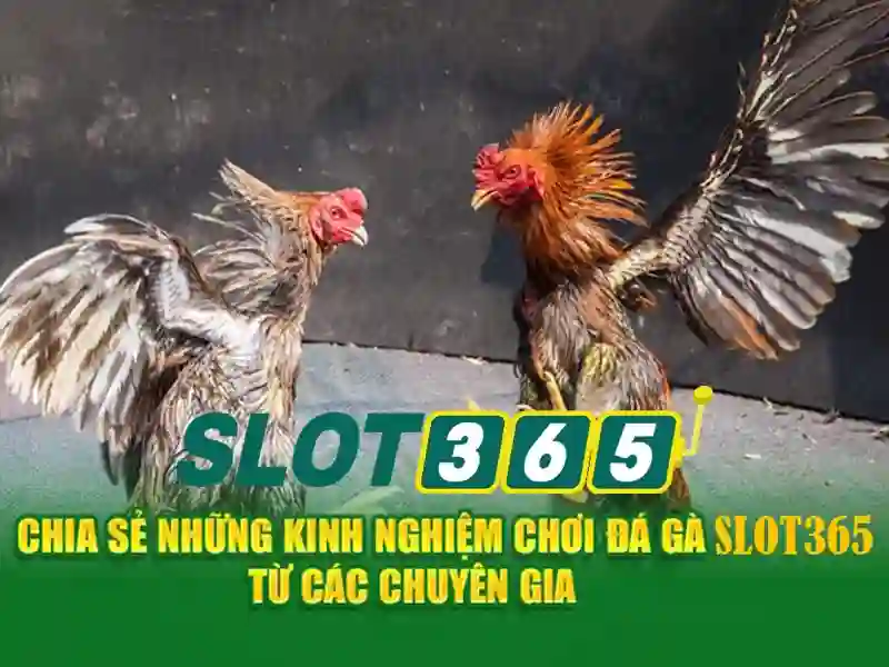 Khung cảnh sản phẩm Slot365 ios trong hoạt động