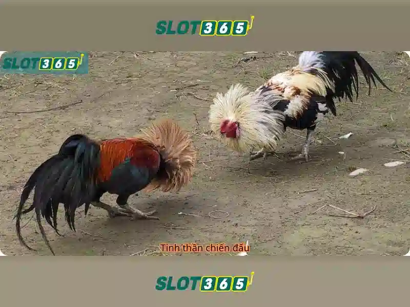 Slot365 và thế giới trò chơi quay số trực tuyến